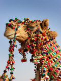 Camel Decoration at Desert Festival