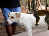 Juvenile Squirrel Monkey Riding on a Young Dog's Back at an Animal Rescue Centre on the Nanay River