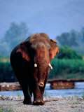 Large Tusked Elephant Walking