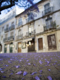 Purple Flower Petals Littering Sidewalk  Old Lisbon