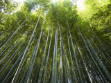 Bamboo Forest  Arashiyama