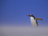 Gentoo Penguin in Sandstorm
