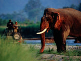Tourist in Jeep Watching a Large Tusked Elephant