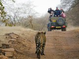 Young Male Bengal Tiger Walking Towards a Tourist-Laden Jeep