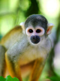 Squirrel Monkey at an Animal Rescue Centre