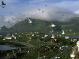 Gulls Fly over Nykvag