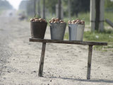 Potatoes for Sale on Roadside