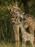 Masai Giraffe  Young Calf with Attentive Mother