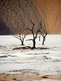 Bare Trees in Salt Plain with Sheer Hills Behind