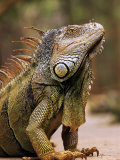 Common Iguana Male Showing Crest