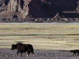 Baby Yak Following His Mother  Near Tokhtamysh in Aksu Valley