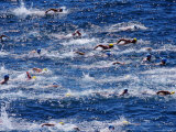 Bondi to Bronte 3Km Ocean Swim