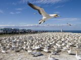 Gannet Safari at Cape Kidnappers Gannet Colony