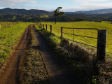 Farm Track and Gate in Green Landscape