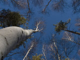 Trees at Lake Burabay