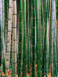 Grove of Bamboo  Sagano District