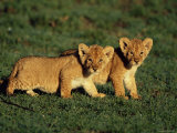 African Lion Young Cubs