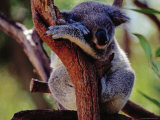 Koala at Brisbane's Alma Park Zoo