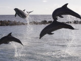Leaping Dolphins at Curacao Dolphin Academy  Bapor Kibra