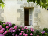 Hydrangeas Growing Outside a Window