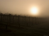 Sun Rising Through the Fog at Riverstone Winery