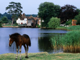 New Forest Pony by Pond