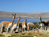 Wary Vicuna at Lago Chungara