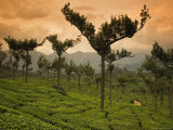 Trees Planted Amongst the Tea Bushes to Hold the Soil in Place
