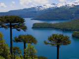 Araucaria Trees Above Lago Conguillio