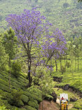 Flowering Tree and Tractor Amongst the Tea Plantations