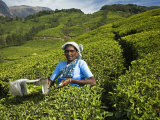 Tamil Teapicker Working in a Tea Plantation
