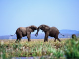 Two Elephants Fighting  Near Kariba
