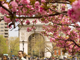 Washington Square Arch with Pink Blossoms in Foreground