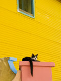 Cat Resting on Pillar Next to Yellow Wall  Barrio La Boca