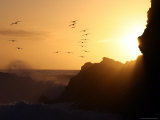 Pelicans at Sunset on Pilicura Beach