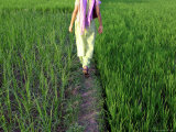 Woman Walking Through Rice Paddy