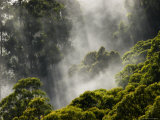 Mist and Light Passing Through Trees