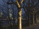 Tree-Lined Untermainufer and City Skyline at Night