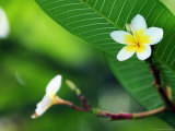 Frangipani Flowers