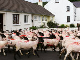 Sheep Crossing the Road