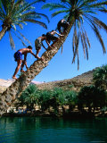 Three Boys Climbing Date Tree  Wadi Bani Khalid