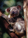 Koala at Brisbane's Alma Park Zoo