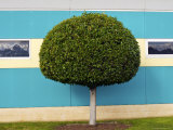 Manicured Tree  Rosehill Racetrack