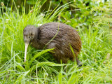 Kiwi at the Wellington Zoo