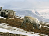 White Reindeer Near Mountain Tops