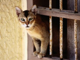 Cat Climbing Through Window