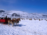Sleigh Rides Take Tourists Past Herds of Elk at the National Elk Refuge