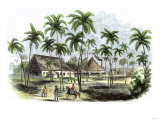 Sugar Plantation in Cuba  1850s