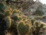 Ball Cactus or Pincushion Cactus in the Northern Region of Theodore Roosevelt National Park