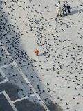 Pigeons on Piazza San Marco  Seen from Campanile Tower